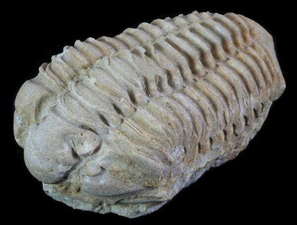 A Calymene celebra trilobite collected from the Niagara dolomite in neighboring Illinois.